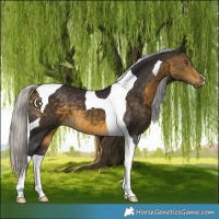 Horse Color:Silver Buckskin Tobiano 