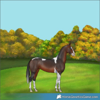 Horse Color:Bay Splash Tobiano
