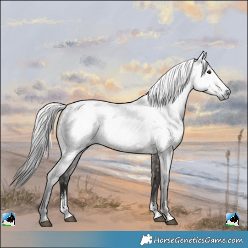 Horse Color:Powder White Gray Grullo 