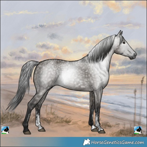 Horse Color:Powder White Gray Grullo 