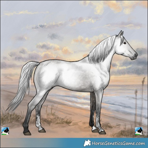 Horse Color:Powder White Gray Grullo