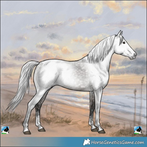 Horse Color:Powder White Gray Grullo 