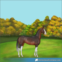 Horse Color:Bay Splash Rabicano