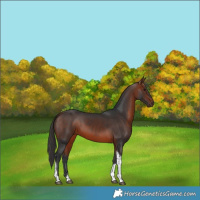 Horse Color:Bay Tobiano Rabicano 