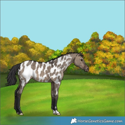 Horse Color:Brown Dun Appaloosa Brindle