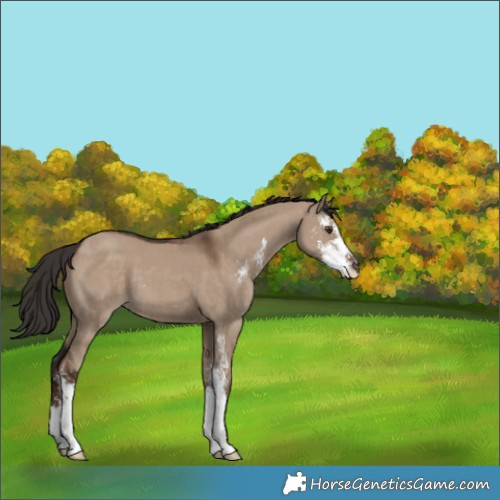 Horse Color:Liver Red Dun Sabino