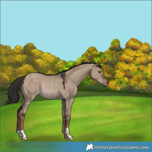 Horse Color:Liver Red Dun Rabicano 