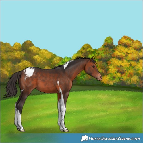 Horse Color:Bay Tobiano Appaloosa