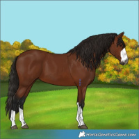 Horse Color:Gray Bay 