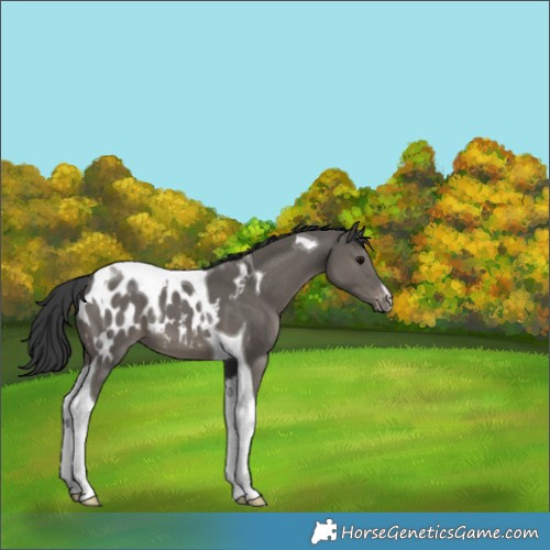 Horse Color:Grullo Tobiano Appaloosa 