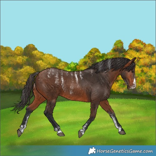 Horse Color:Powder White Bay 