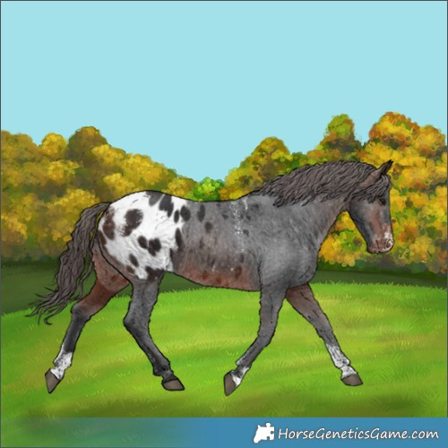 Horse Color:Powder White Brown Appaloosa 