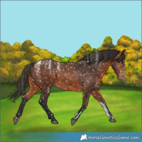 Horse Color:Powder White Bay Appaloosa 