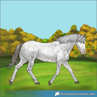 Horse Color:Powder White Bay Appaloosa 