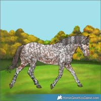 Horse Color:Powder White Bay Appaloosa 