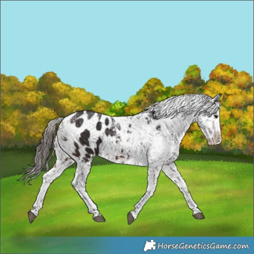 Horse Color:Powder White Brown Blanket 