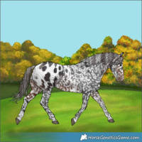 Horse Color:Powder White Brown Appaloosa 