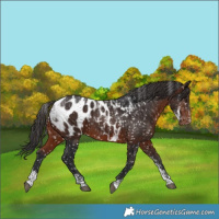 Horse Color:Powder White Brown Appaloosa 