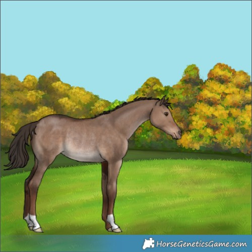 Horse Color:Liver Red Dun Rabicano