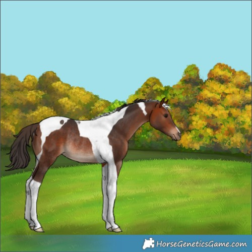 Horse Color:Bay Tobiano Rabicano 