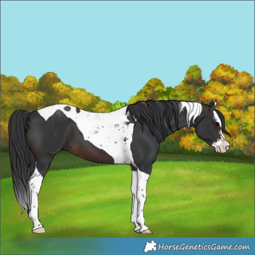 Horse Color:Brown Splash Tobiano 