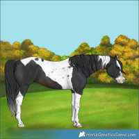 Horse Color:Brown Splash Tobiano 
