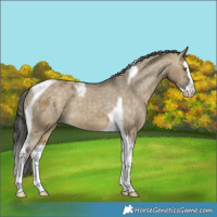 Horse Color:Buckskin Dun Splash Tobiano Appaloosa