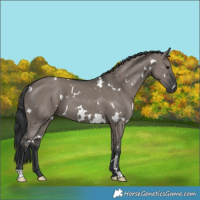 Horse Color:White Spotted Grullo