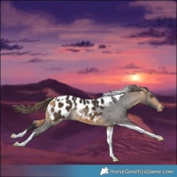 Horse Color:Buckskin Tobiano Blanket 