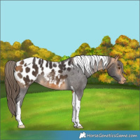 Horse Color:Buckskin Tobiano Appaloosa 