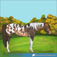 Horse Color:Buckskin Tobiano Appaloosa