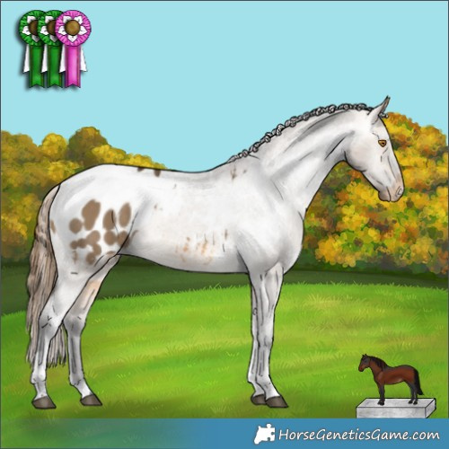 Horse Color:Buckskin Dun Tobiano Appaloosa 
