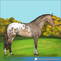 Horse Color:Buckskin Dun Tobiano Appaloosa 