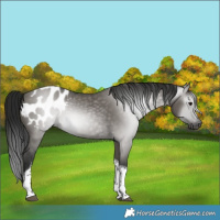 Horse Color:Gray Smoky Grullo Tobiano Appaloosa 