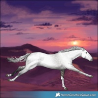 Horse Color:Gray Smoky Grullo Tobiano Blanket 