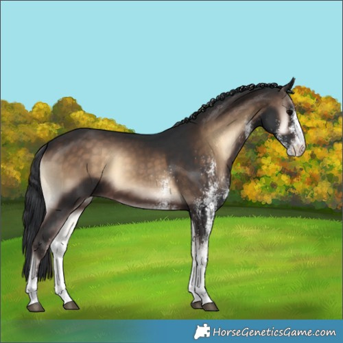 Horse Color:White Spotted Brown Onyx 