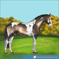 Horse Color:Brown Onyx Splash Tobiano 