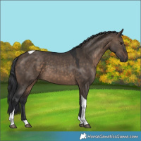 Horse Color:Brown Dun Tobiano 