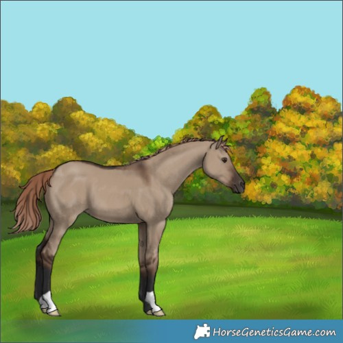Horse Color:Liver Red Dun 