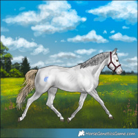 Horse Color:Powder White Buckskin Dun Snowcap 