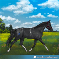 Horse Color:Powder White Black Tobiano 