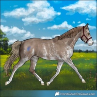 Horse Color:White Spotted Liver Red Dun Rabicano 