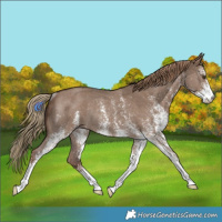 Horse Color:White Spotted Liver Red Dun Rabicano
