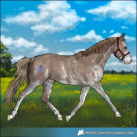 Horse Color:White Spotted Liver Red Dun Rabicano