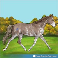 Horse Color:White Spotted Liver Red Dun Rabicano 