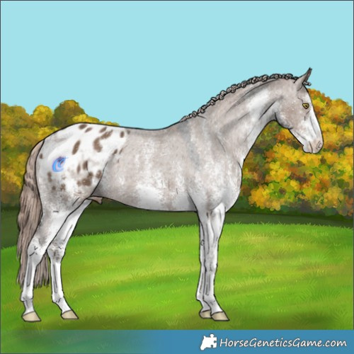 Horse Color:White Spotted Liver Red Dun Appaloosa Rabicano 