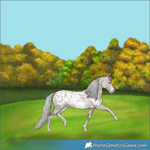 Horse Color:White Spotted Silver Brown Dun Mushroom Sabino Blanket Rabicano 