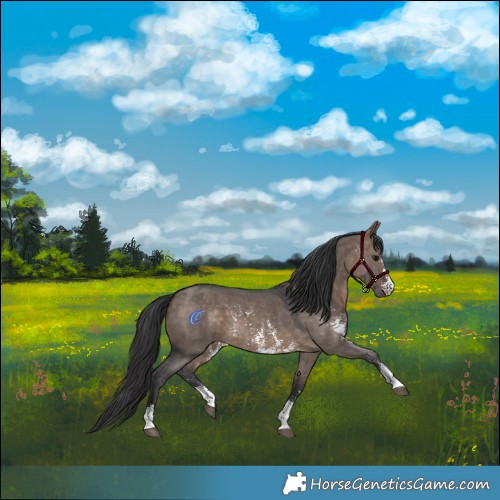 Horse Color:Brown Dun Sabino 
