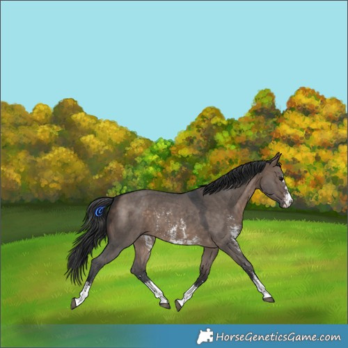 Horse Color:Brown Dun Sabino 