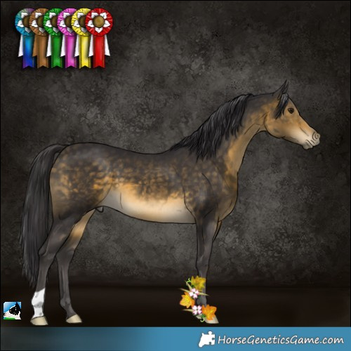Horse Color:Buckskin 